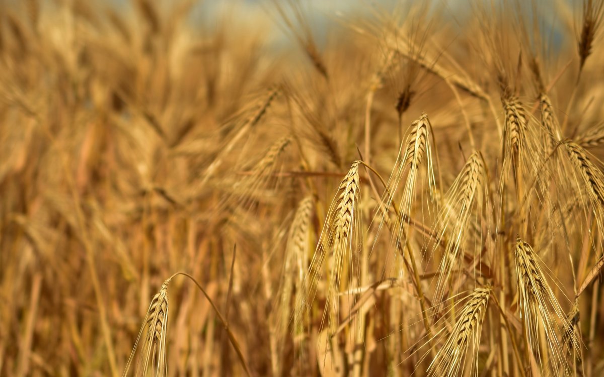 Сибирский ячмень