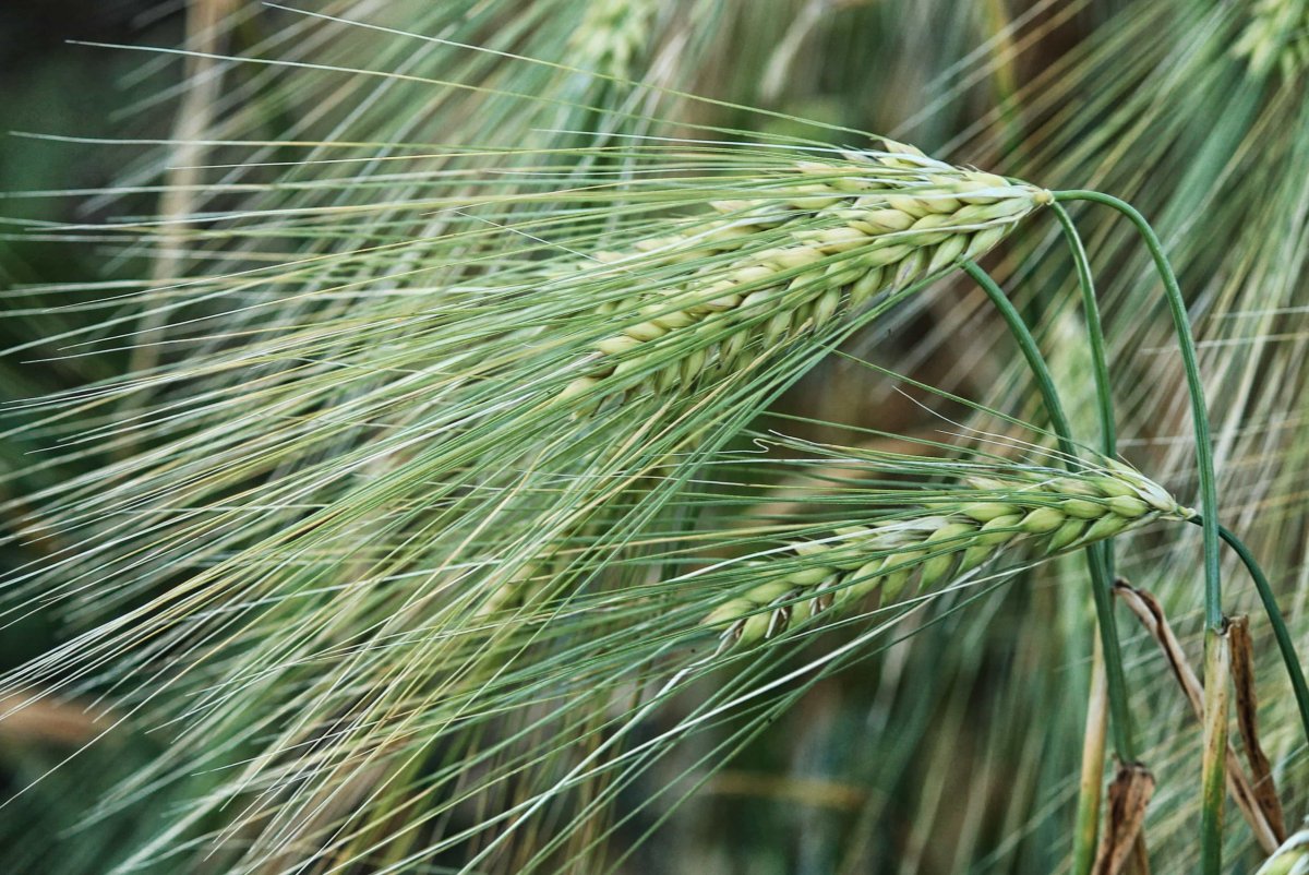 Ячмень обыкновенный Hordeum vulgare
