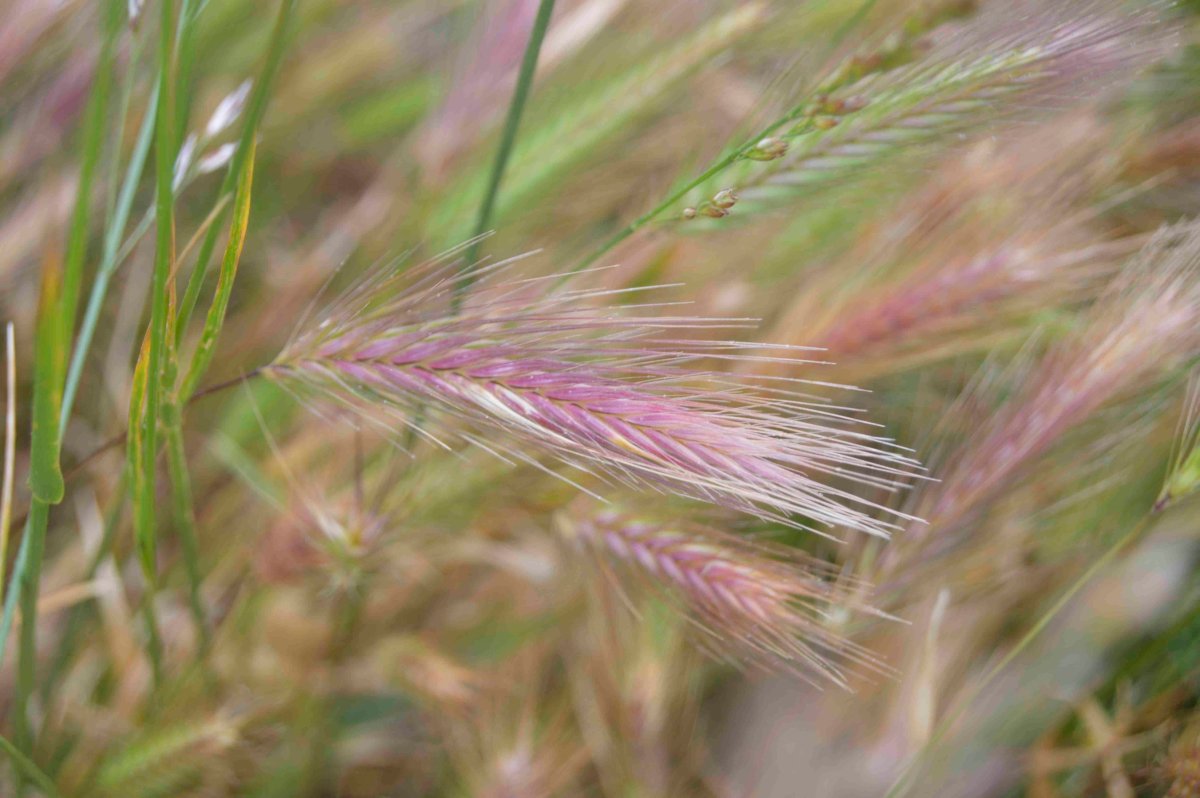 Ячмень (Hordeum l.)