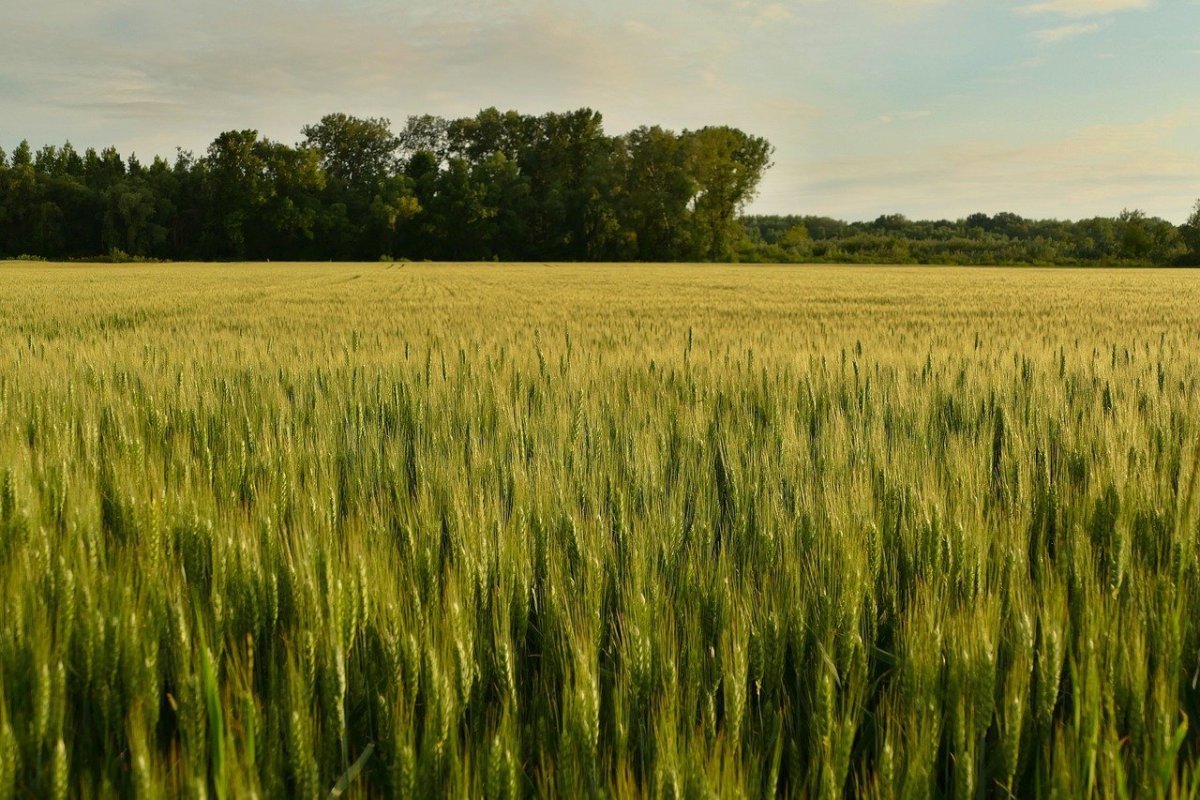 Ячменное поле поле поле Белгород