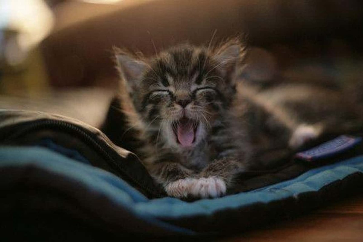 Сонный котенок