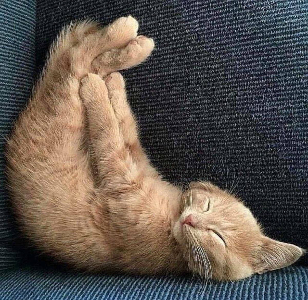 Котенок подтягивается