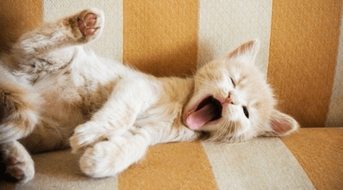 Животные потягиваются