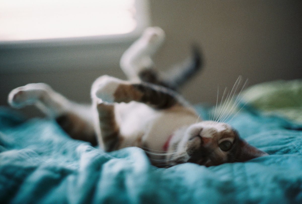 Понедельник хороший повод что нибудь понеделать