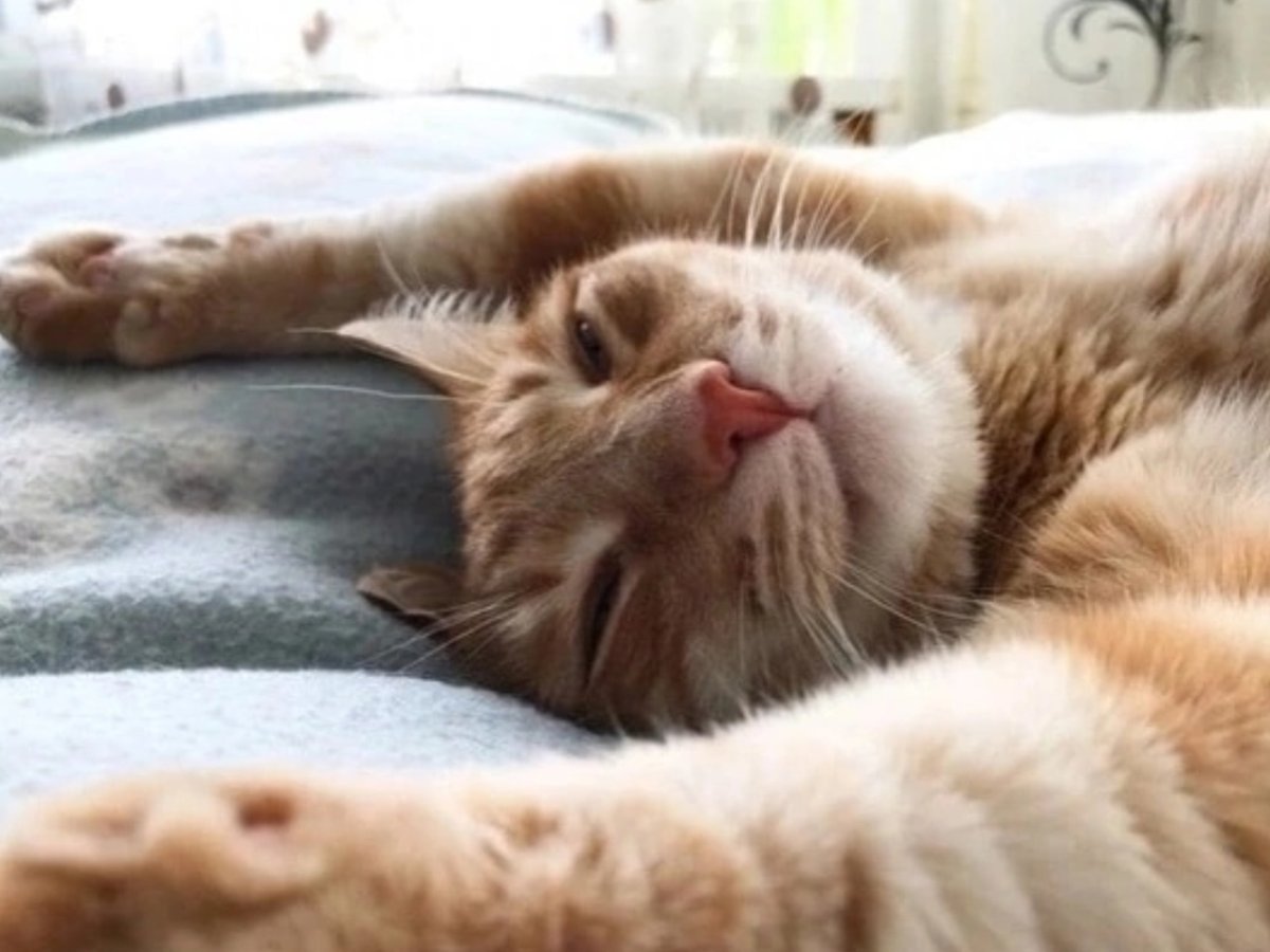 Доброе утро потягушки