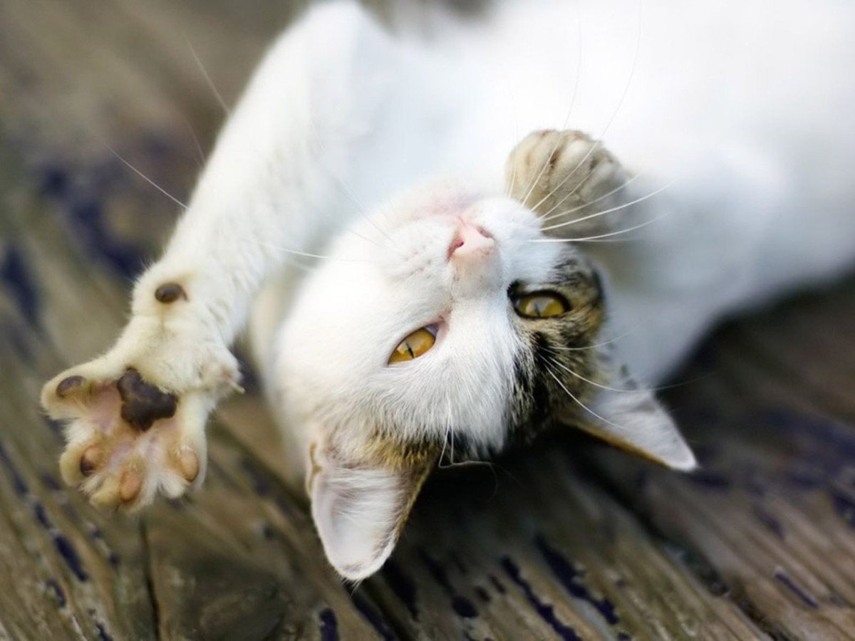 Утро просыпается