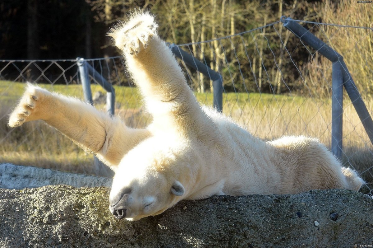 Животные просыпаются