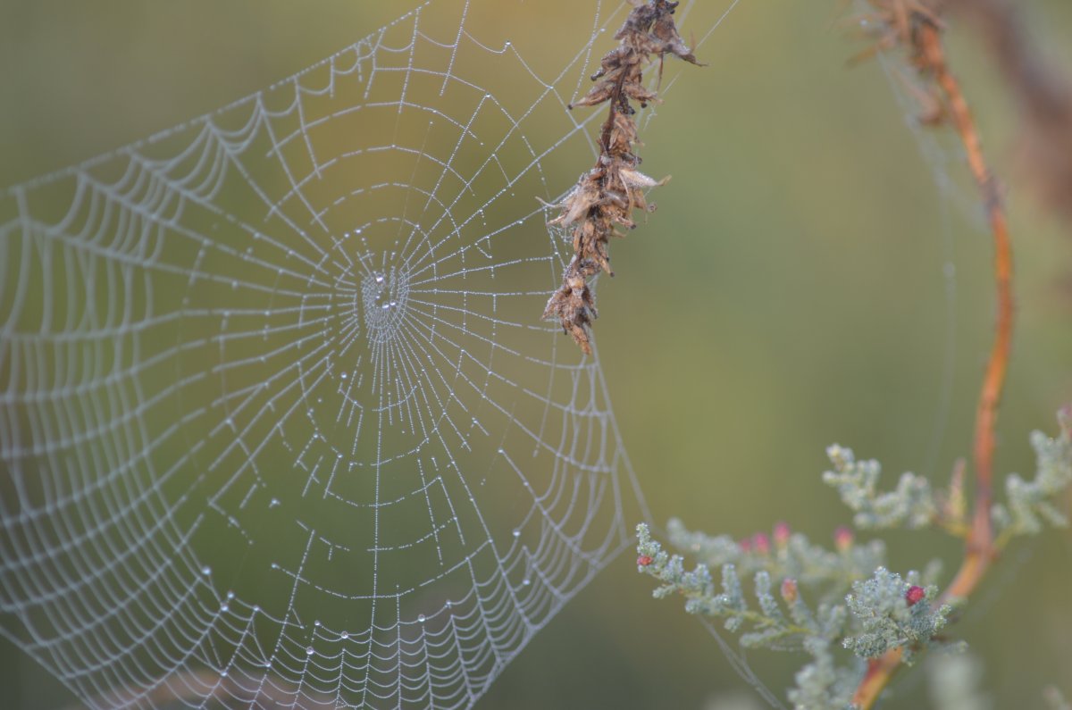 Черная паутина на белом фоне