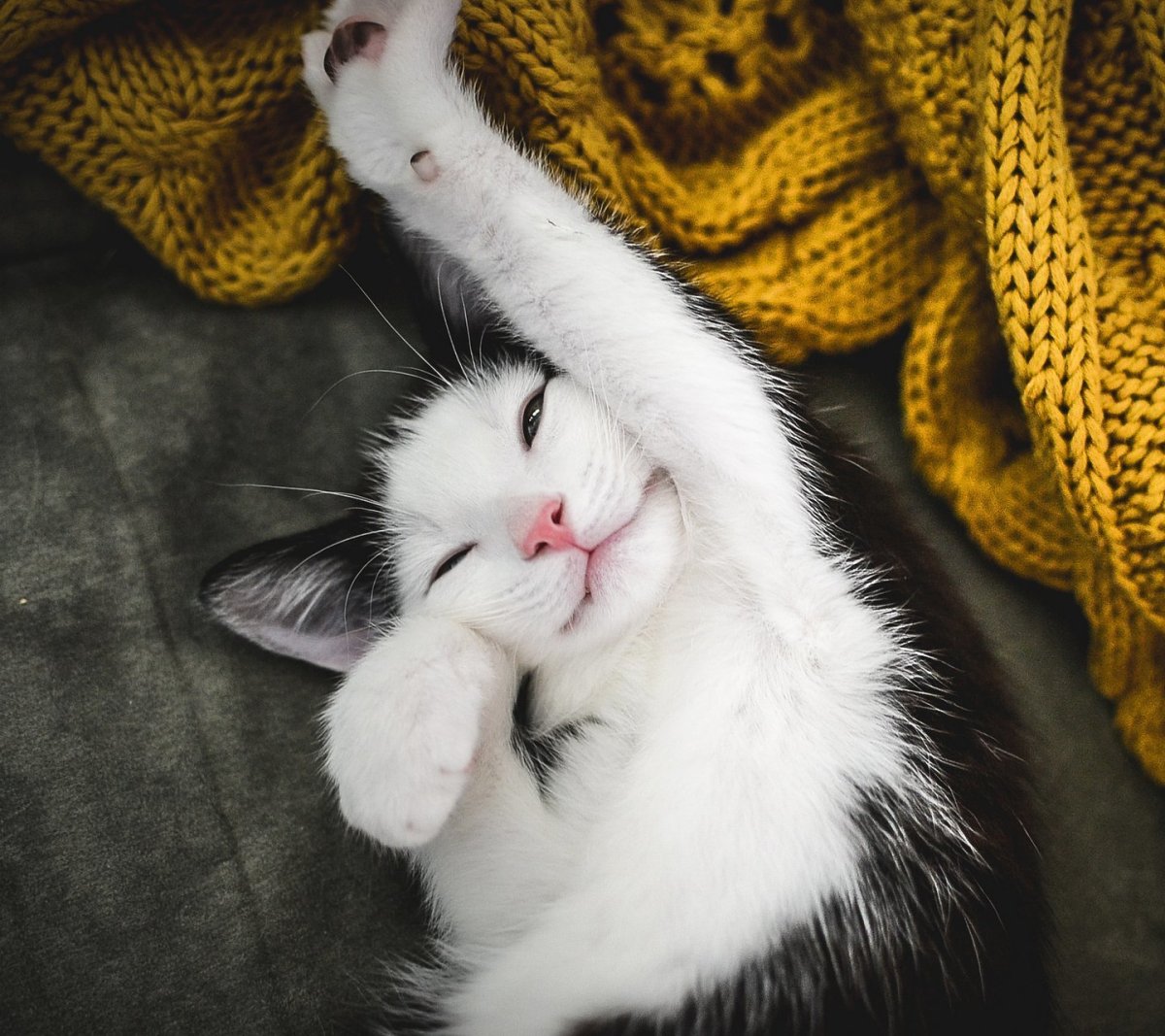 Кошачьи потягушки