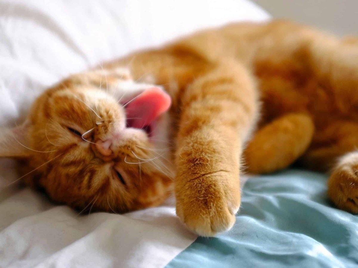 Котенок проснулся