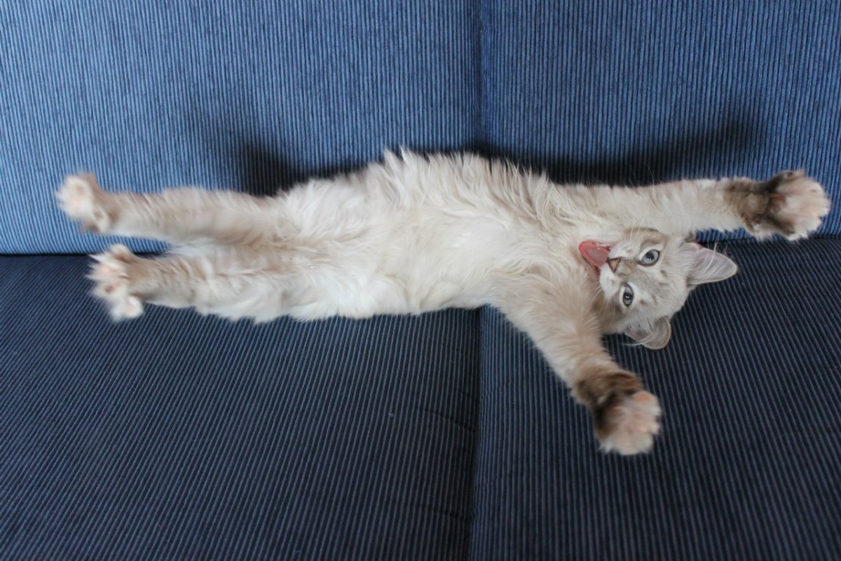 Кошкины потягушки