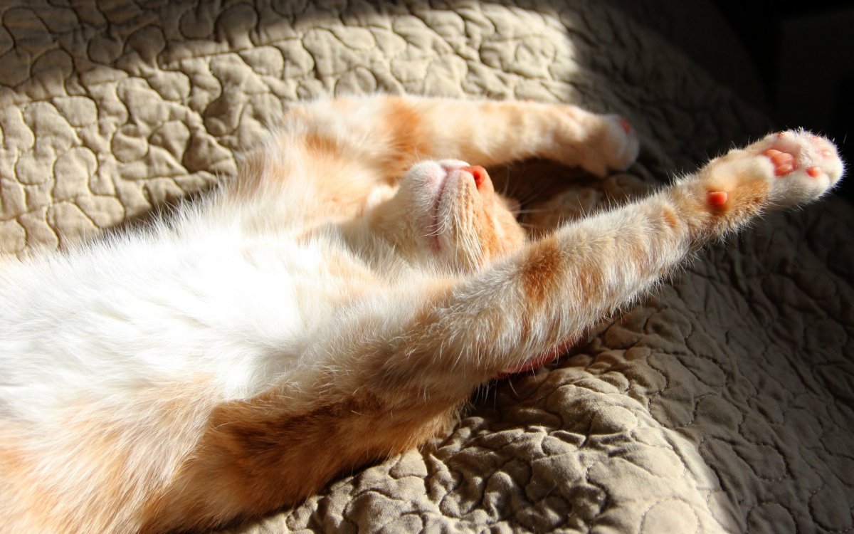 Рыжий кот потягивается