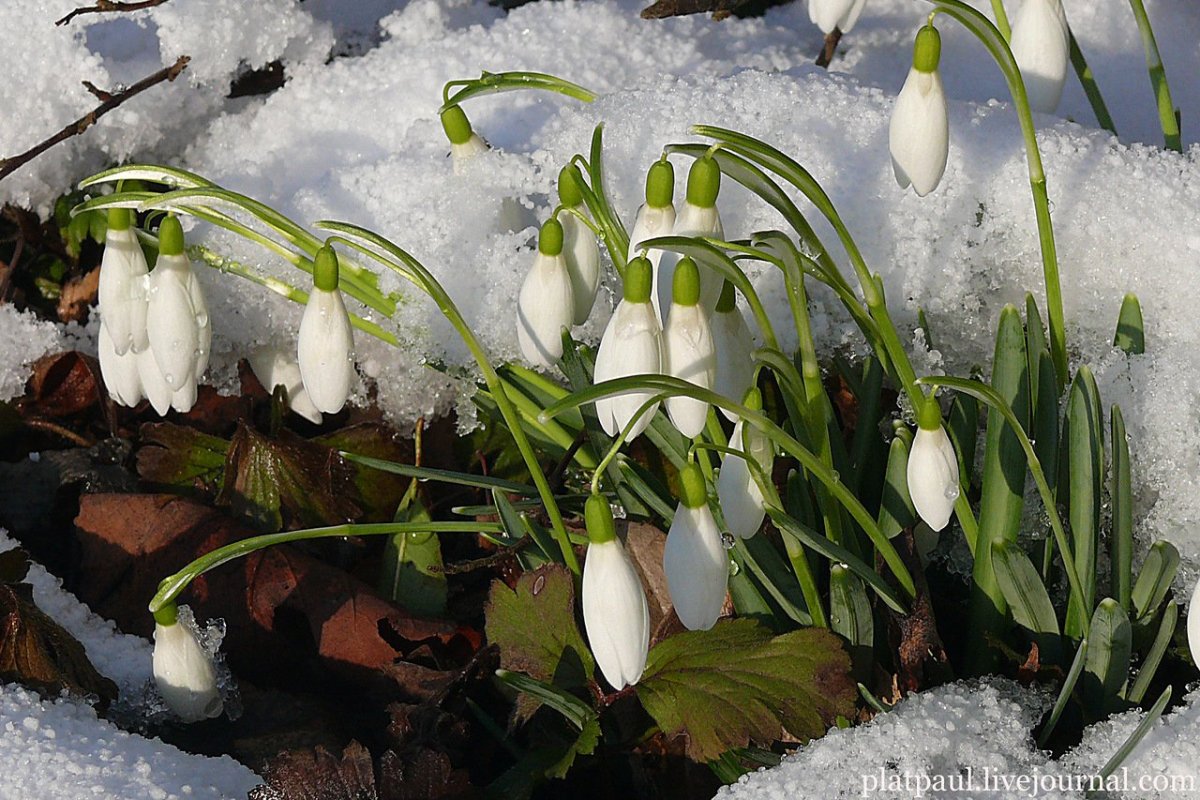 Девушка с подснежниками