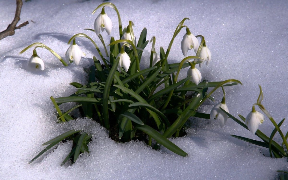 Фото с 1 днем весны