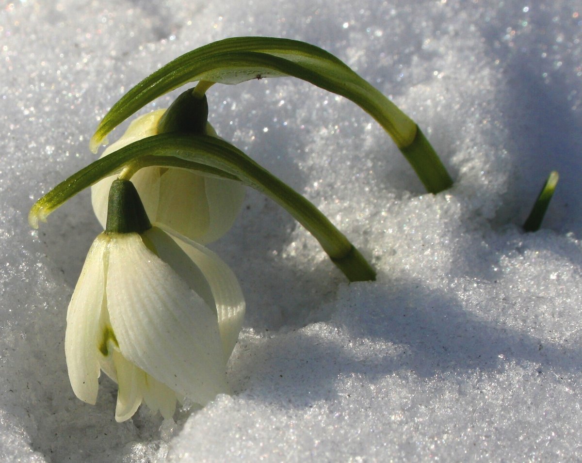 Весенний первоцвет - Подснежник