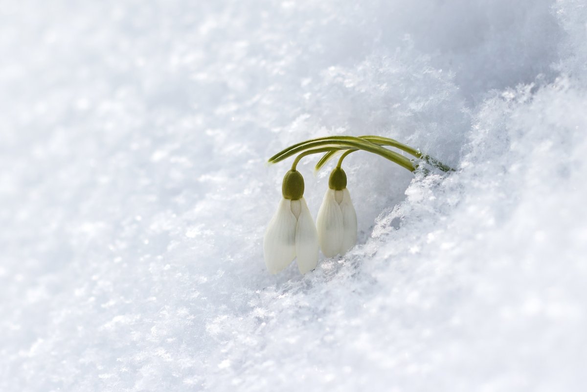 Цветы из под снега