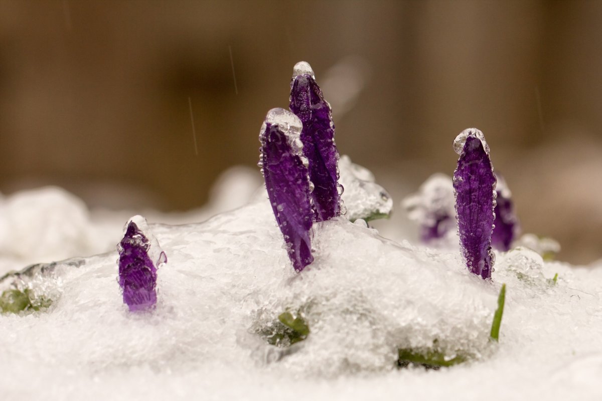 Снег и Кисличка