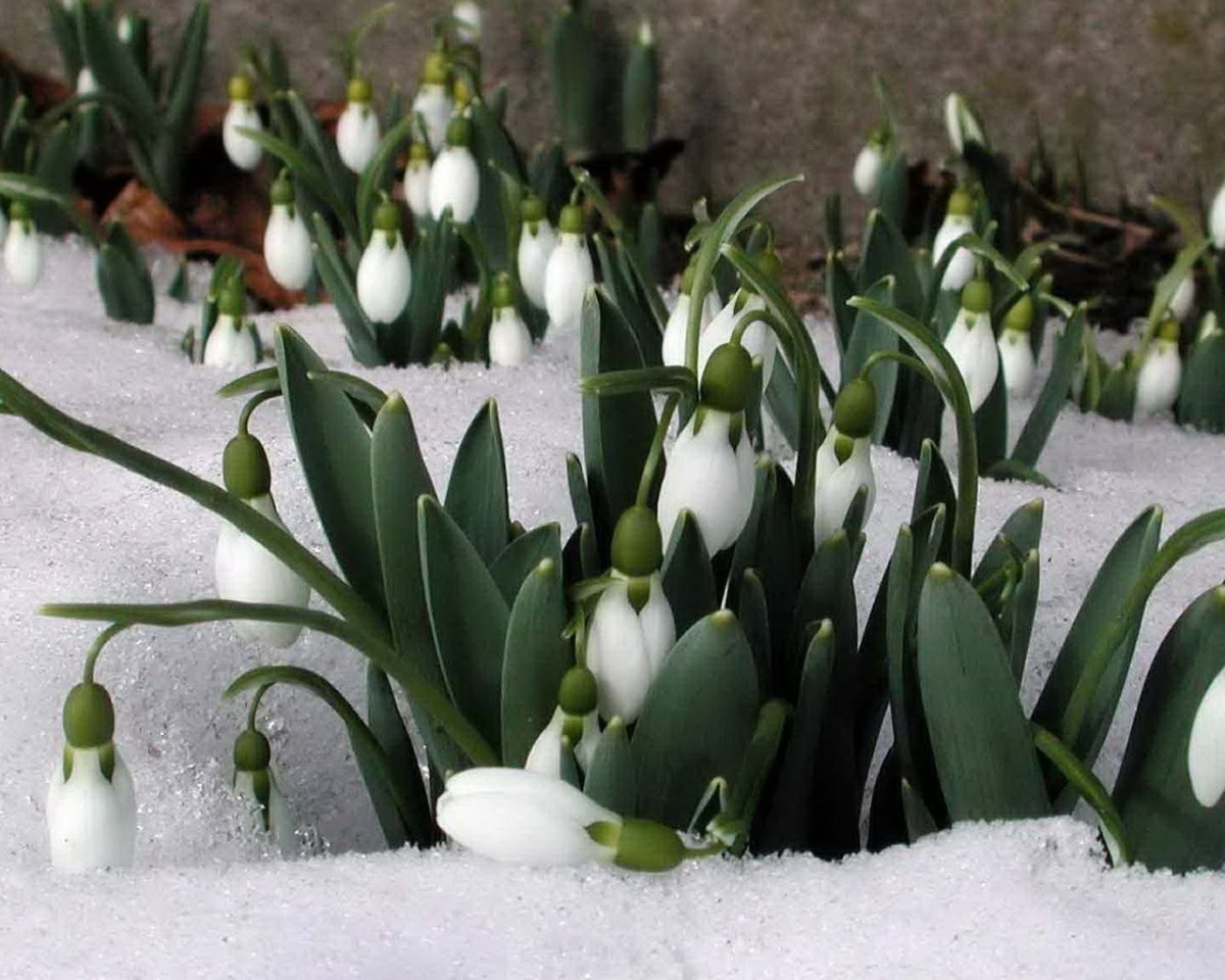 Подснежники Якутии сон трава