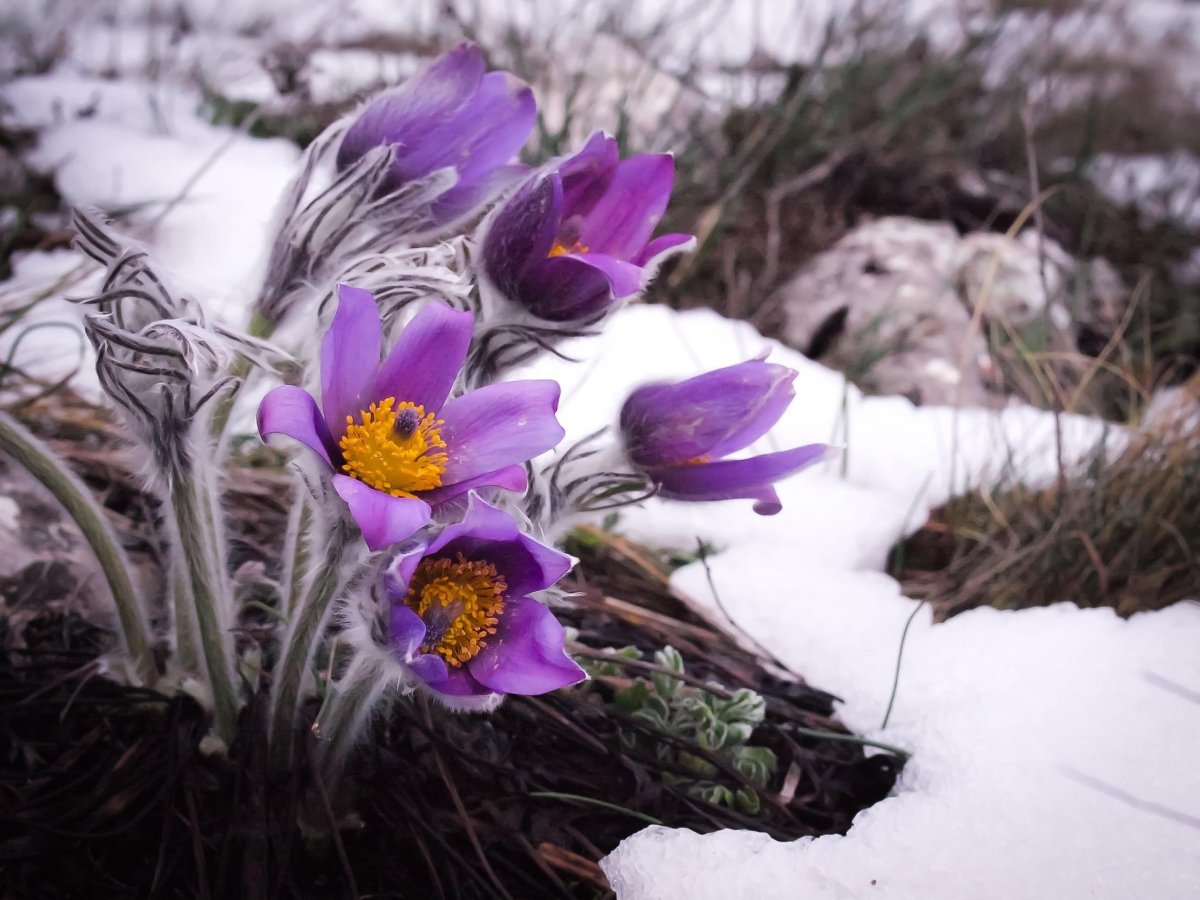 Февраль преддверие весны