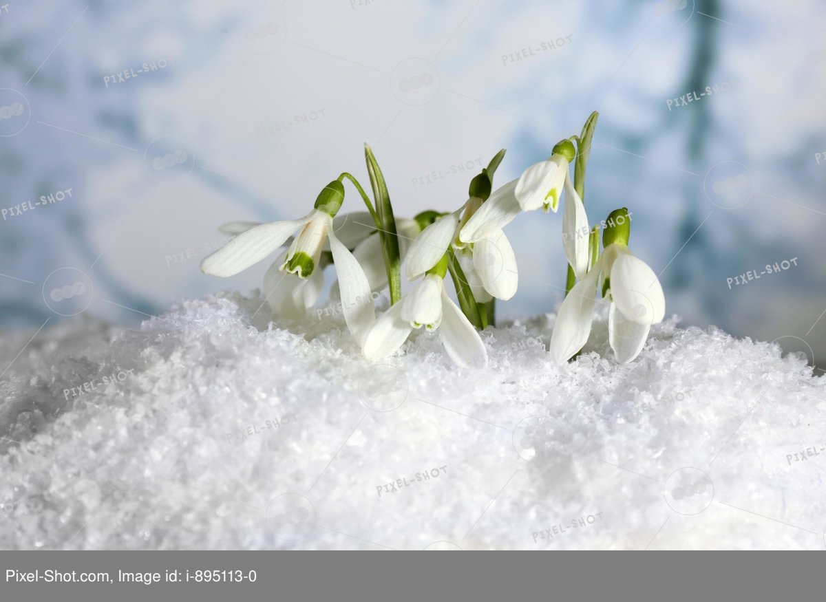 Подснежники в руке на фоне снега