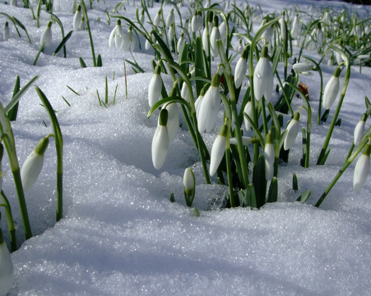 Амурские подснежники