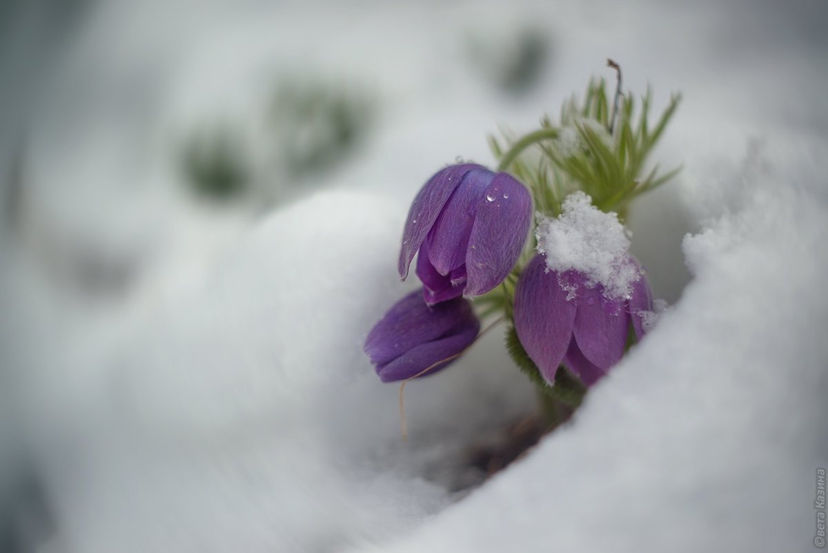 Степные подснежники