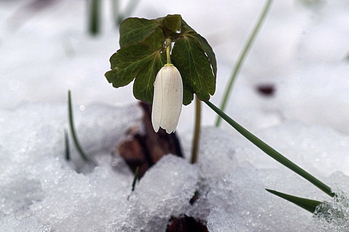 Девочка с подснежниками