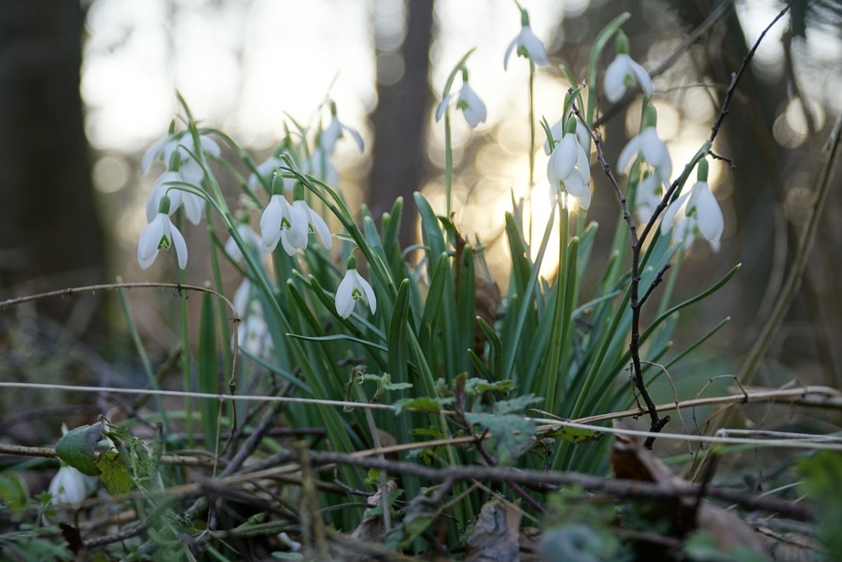 Подснежники сверху
