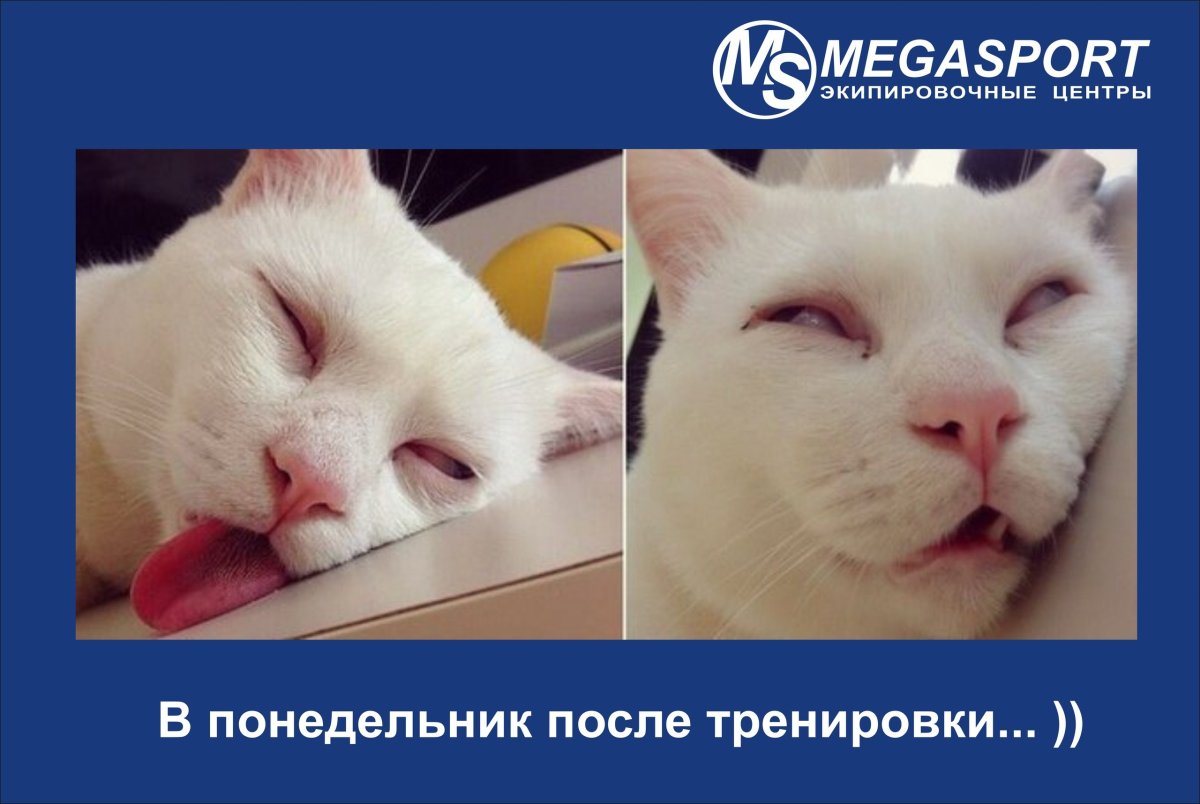 Кот хочет жрать