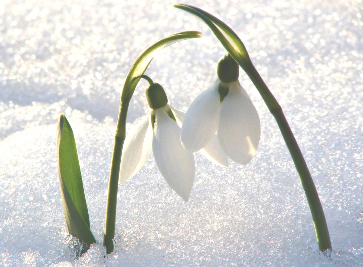 Нежные цветы подснежники