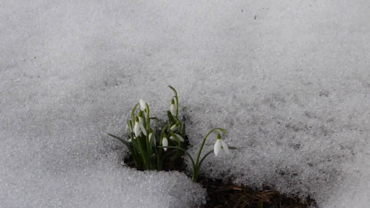 Цветы из под снега