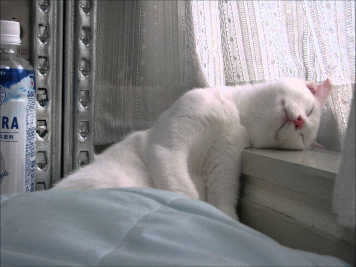 Мем с котами и Наташей