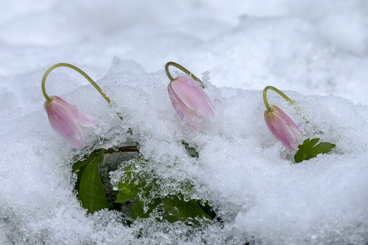 Девушка с цветами зимой