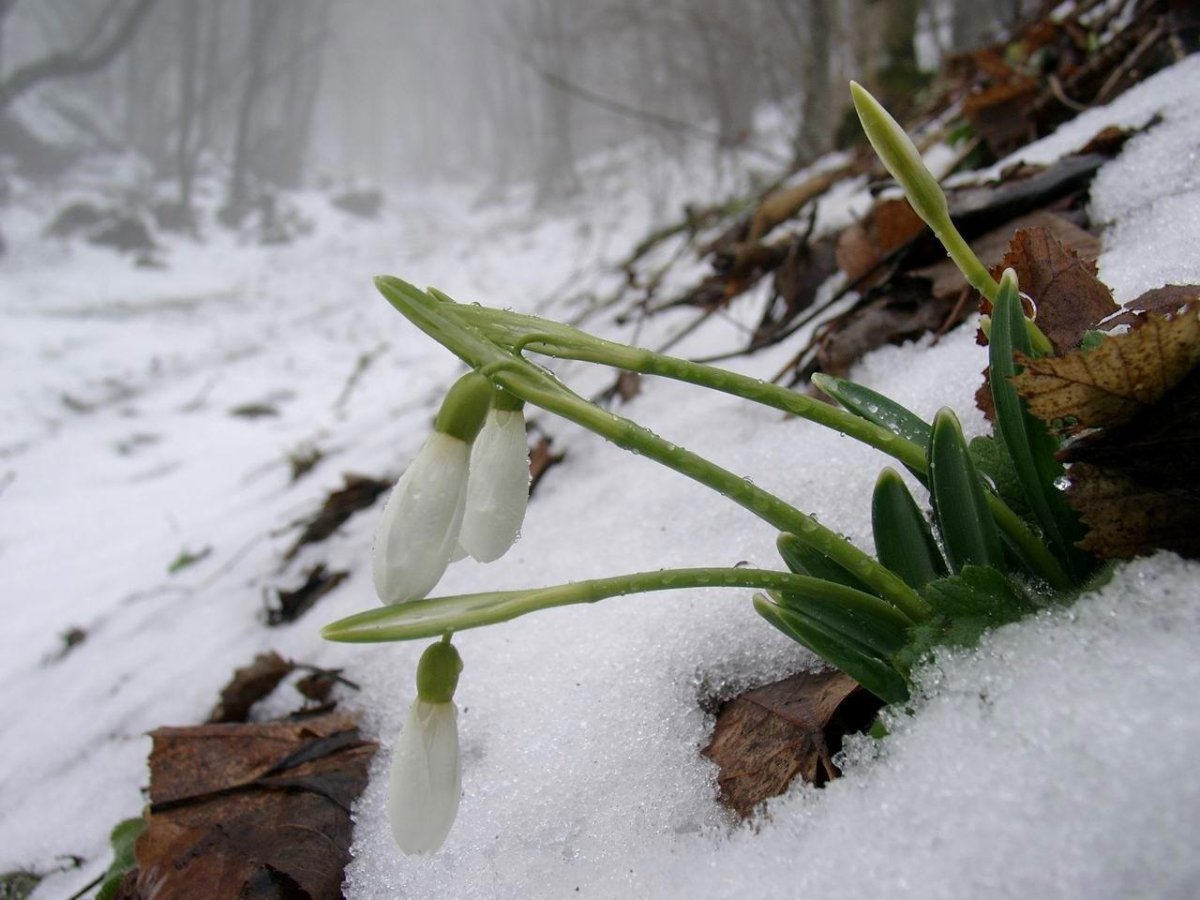 Подснежники в снегу Галантус