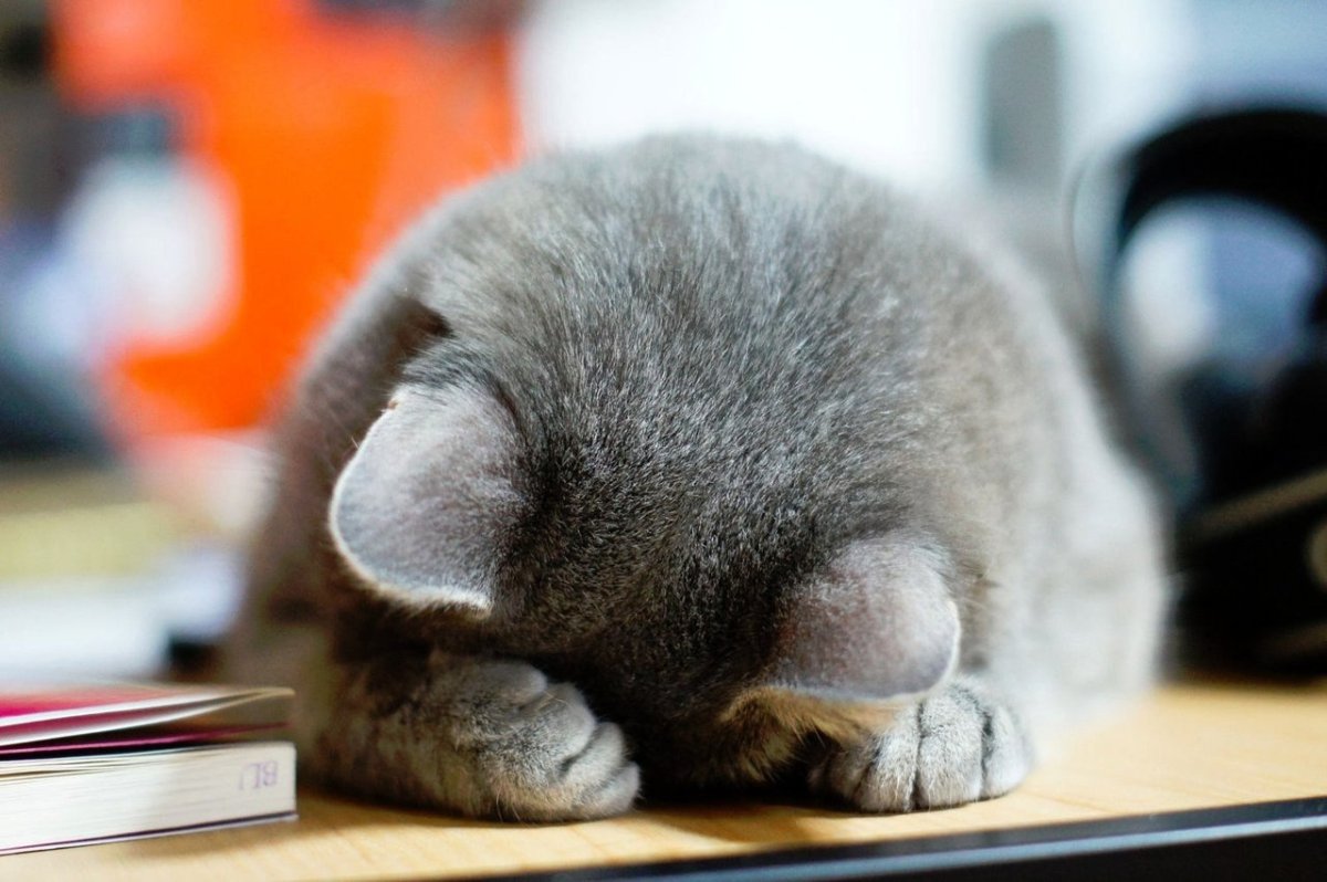 Кот в обмороке