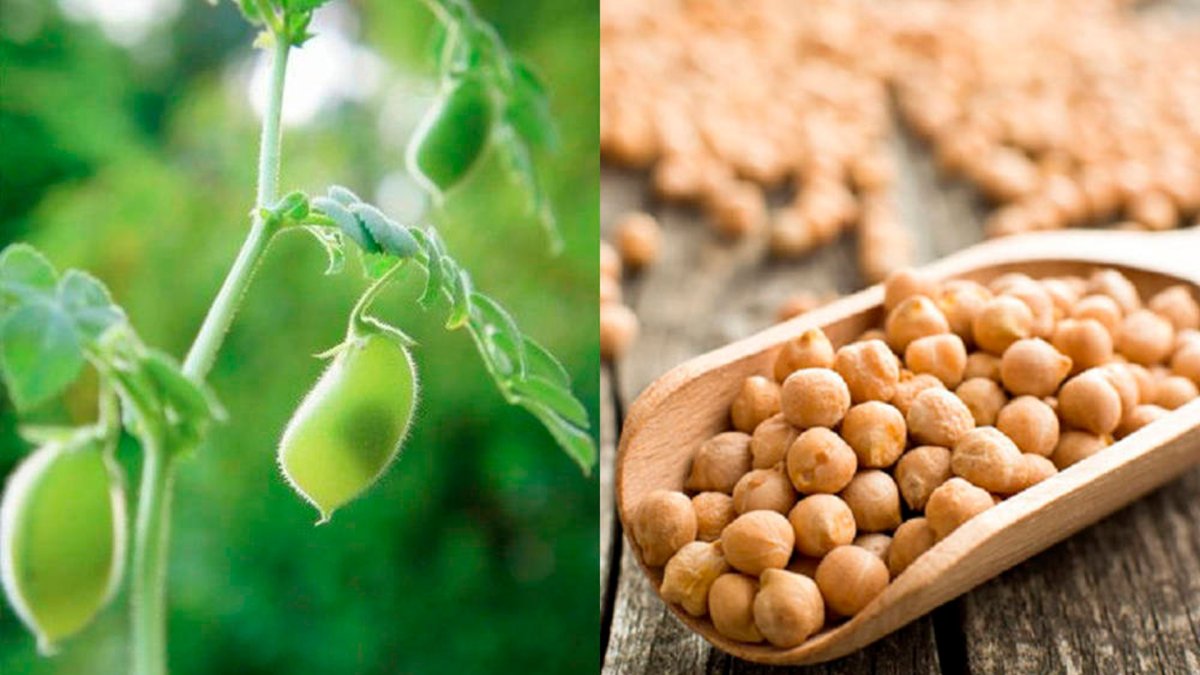 Нут (турецкий горох)