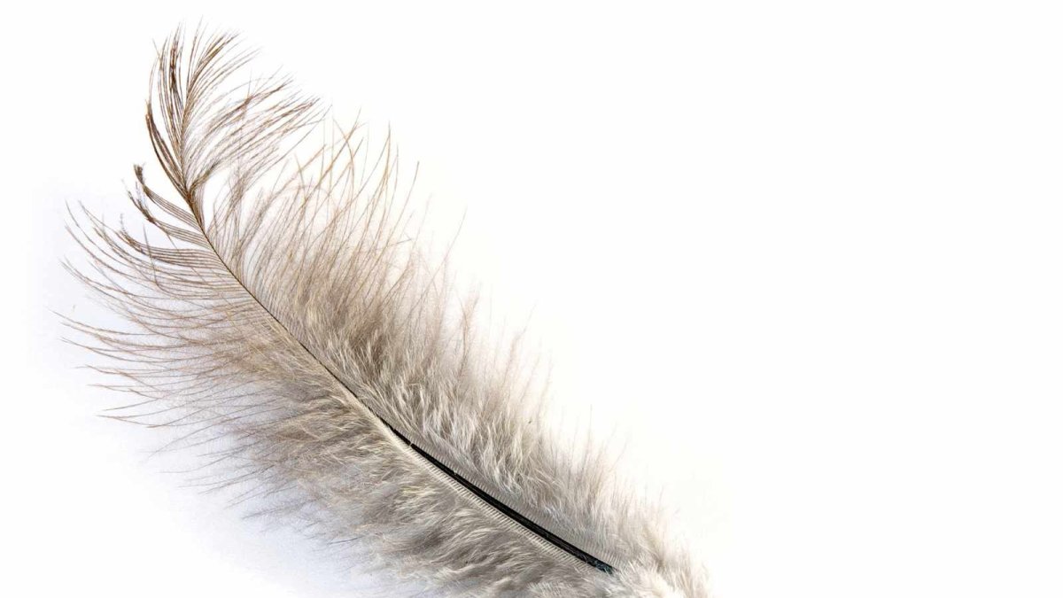 Фон перья