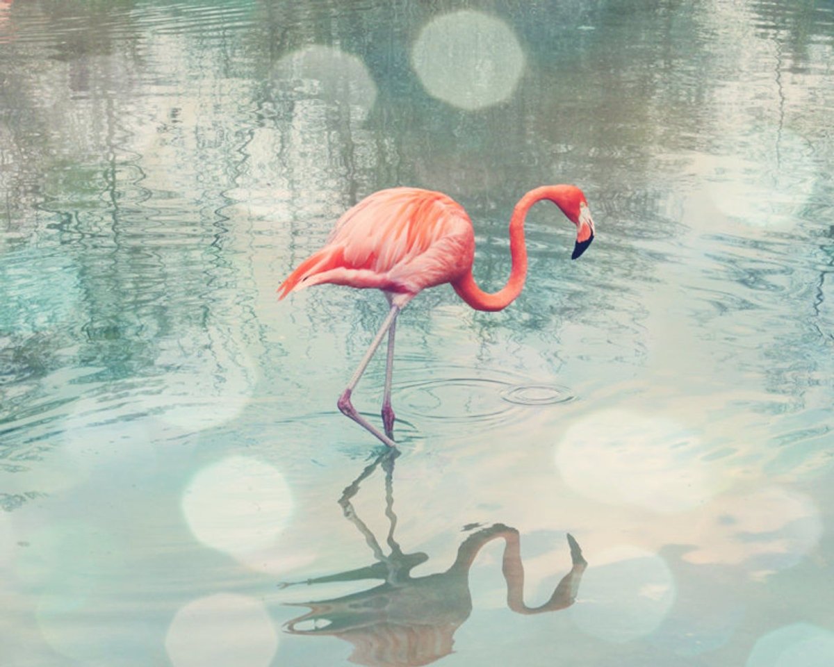 Фламинго рисунок