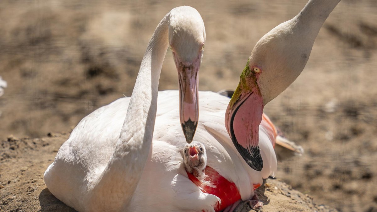 Лето Фламинго