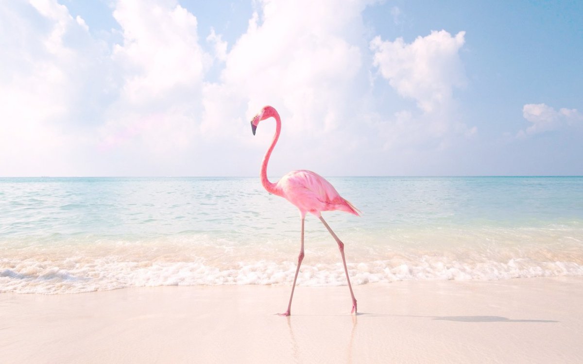 Девушка с Фламинго