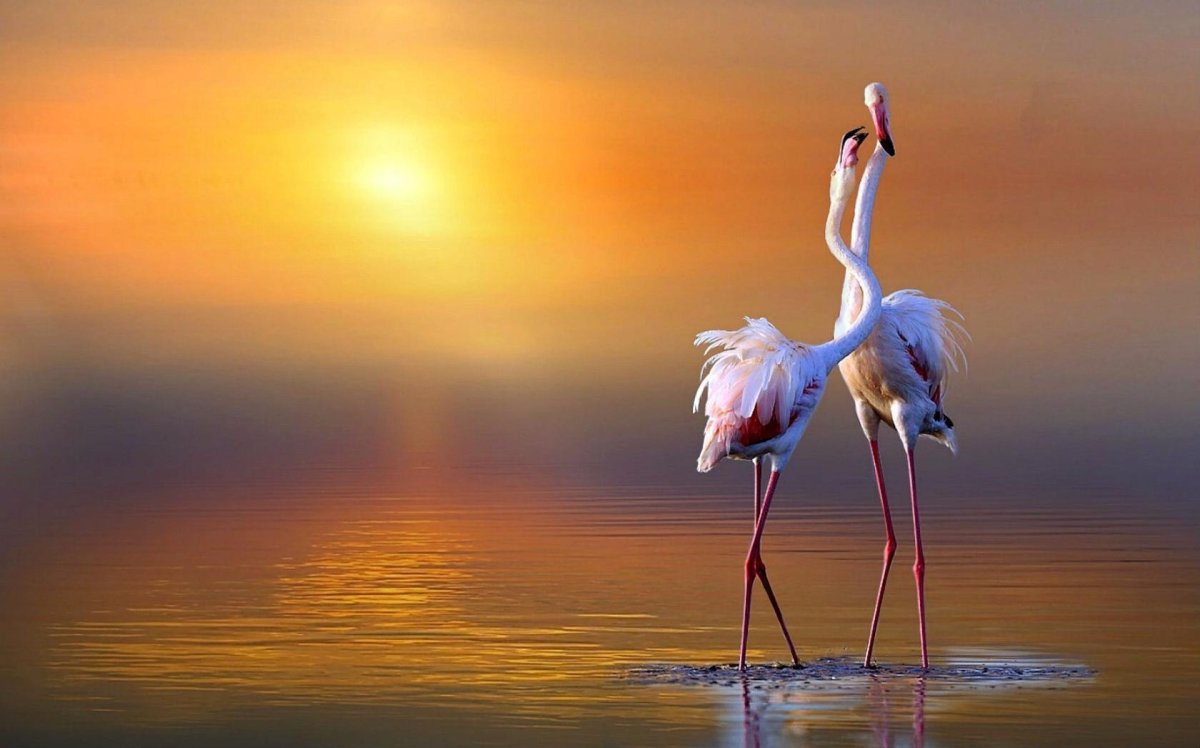 Фламинго на английском