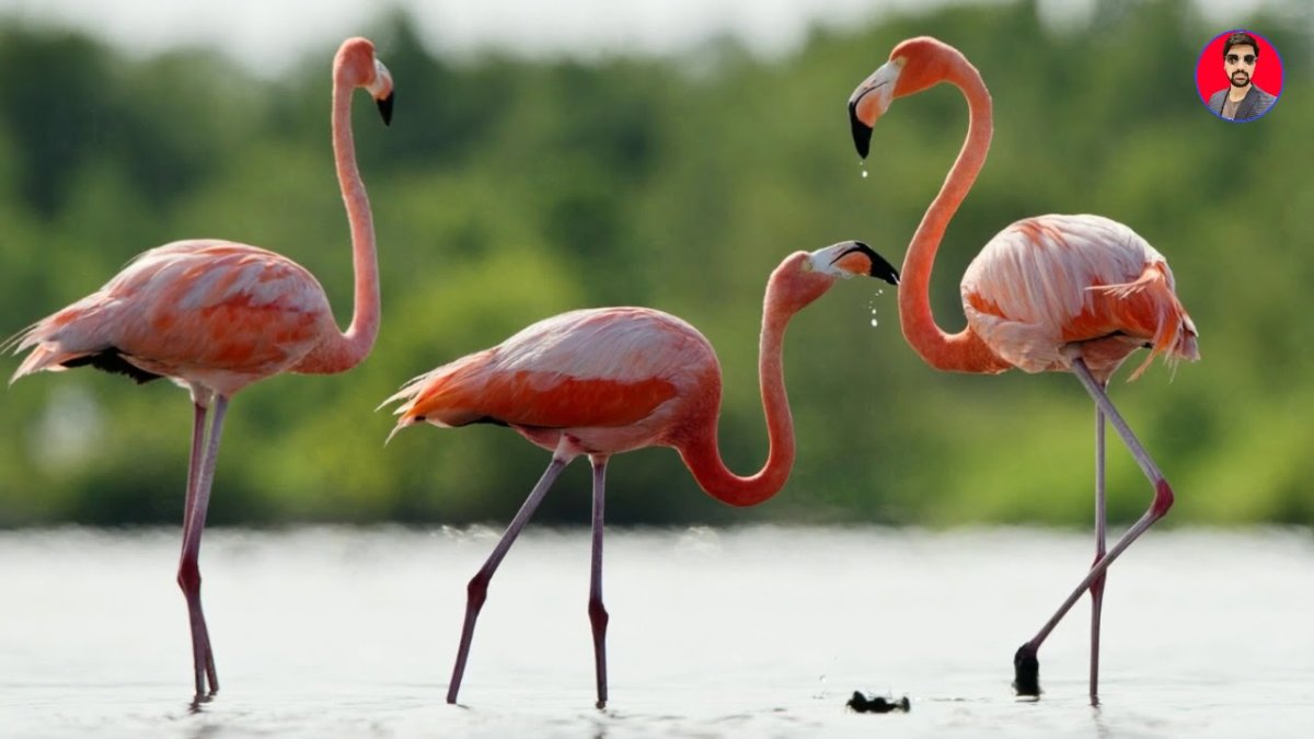 Подушка вязаная Flamingos