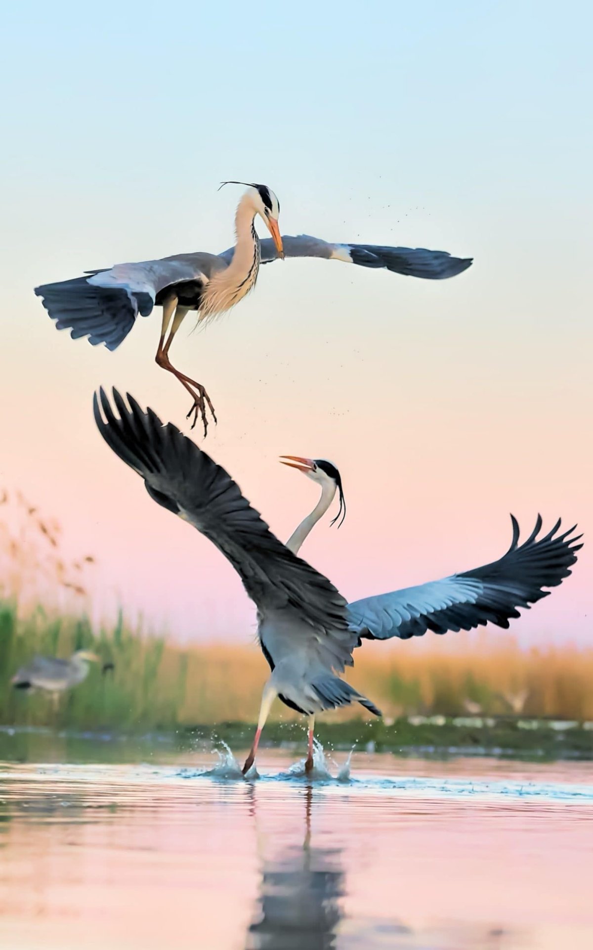 Пришвин журка раскраска