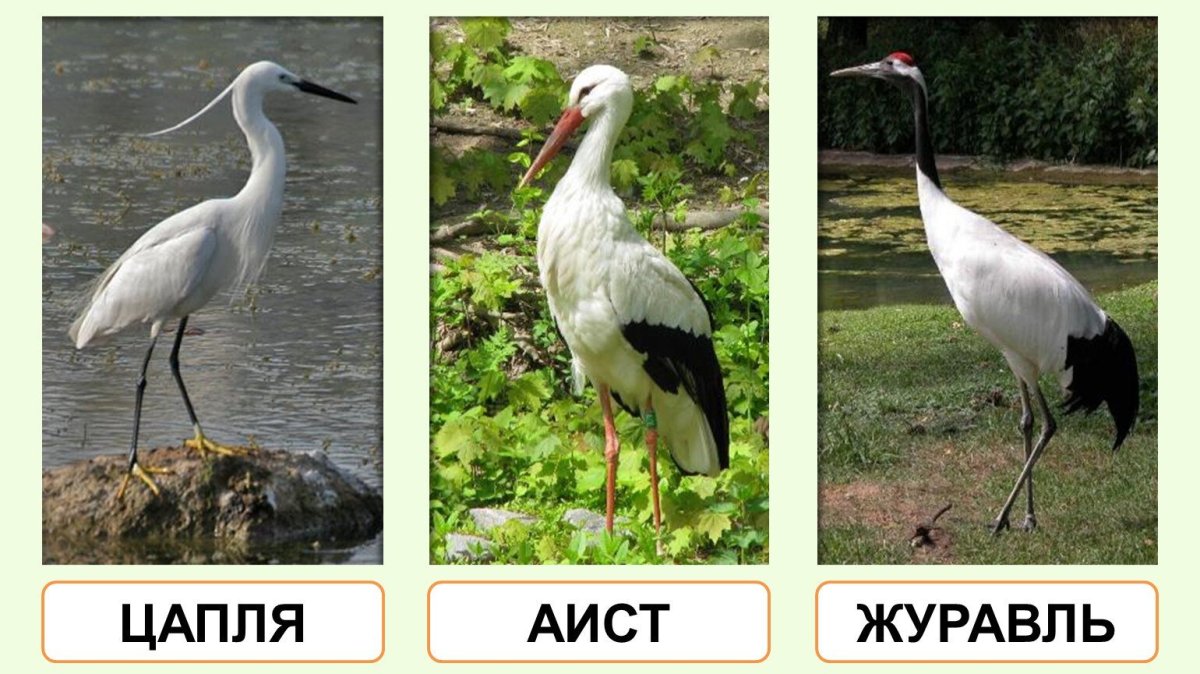 Птицы в тумане