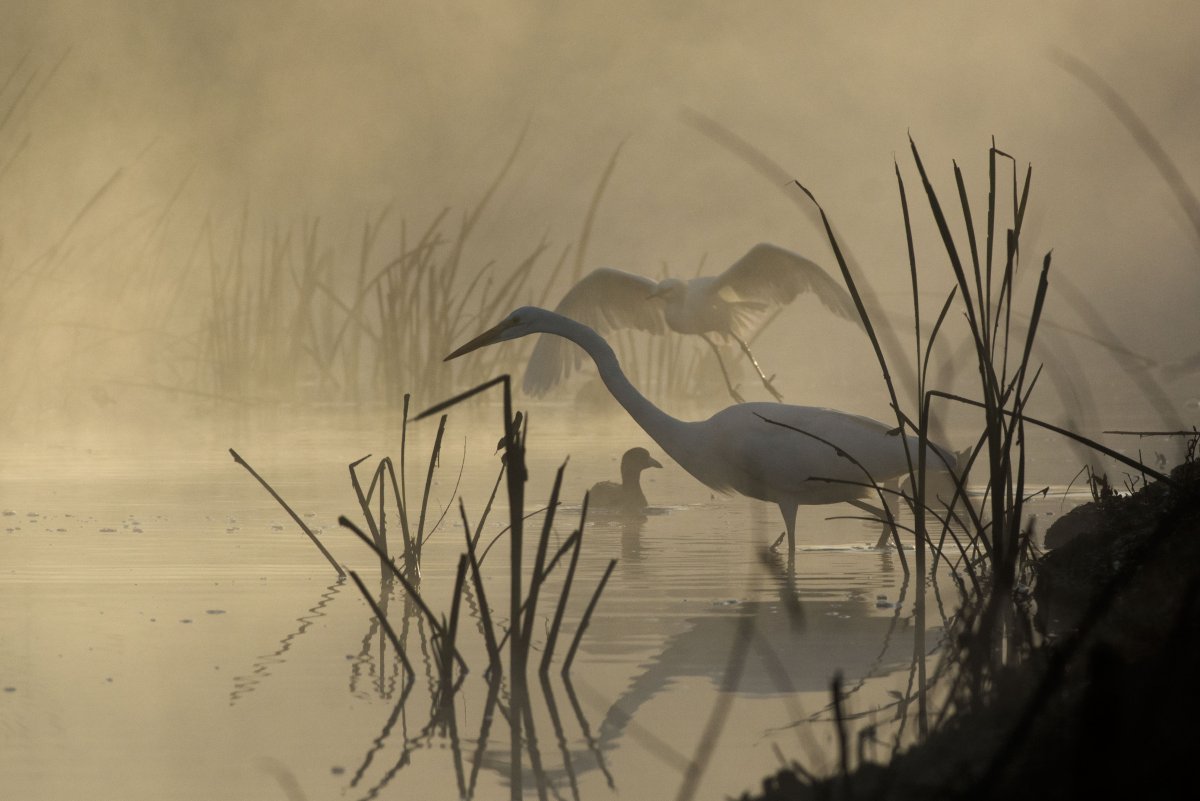 Хохлатый Аист