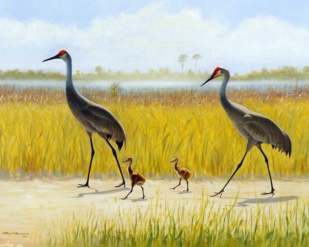 Красноголовые Журавли японская живопись