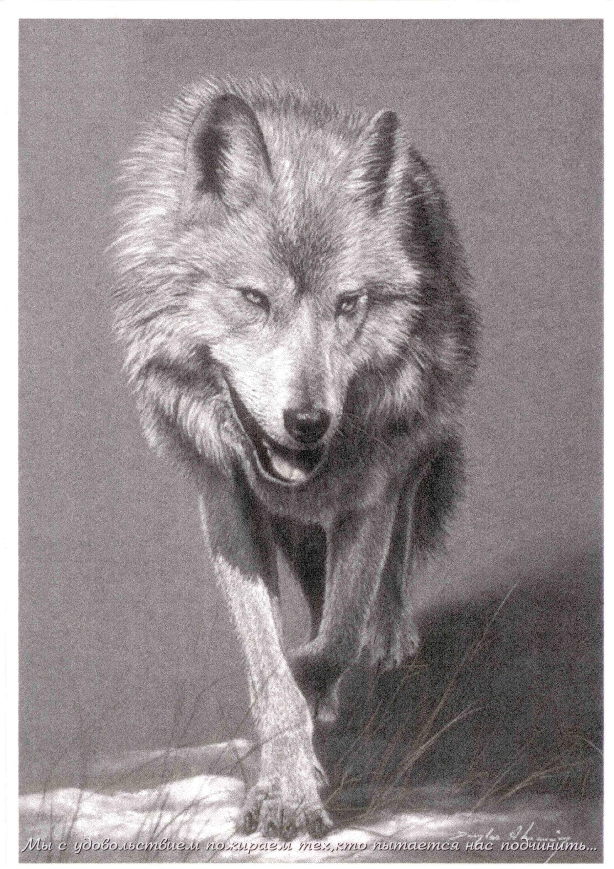 Цитаты волка