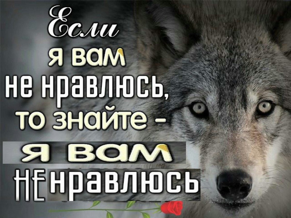 Статусы с волками