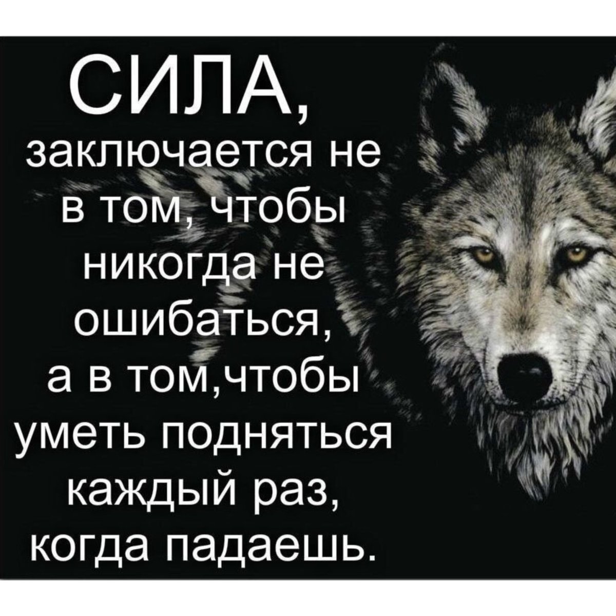 Одинокий волк