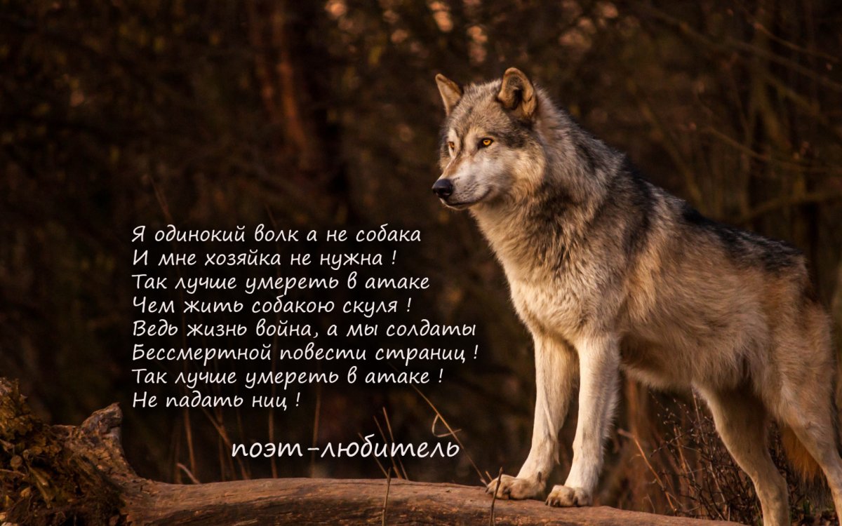 Цитаты волка